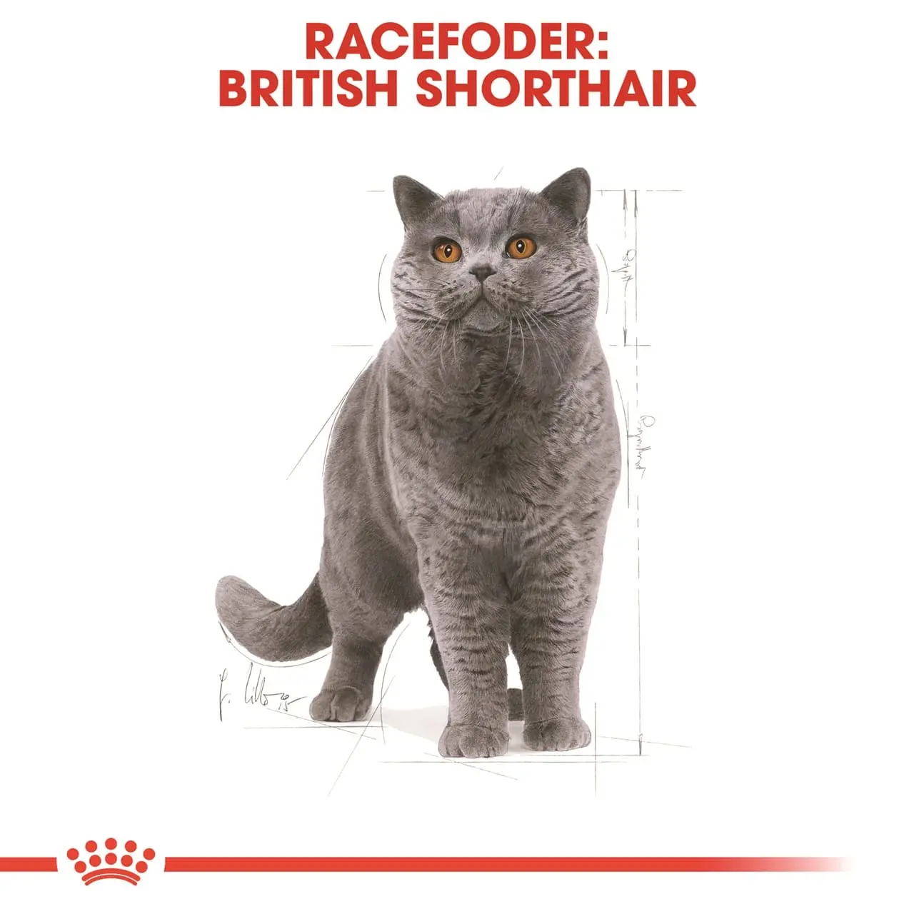 Royal Canin British shorthair 2 kg